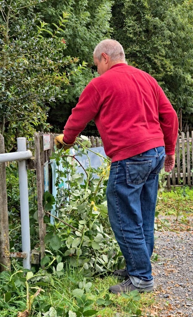 Mann beim Entfernen von Brombeergestrüpp