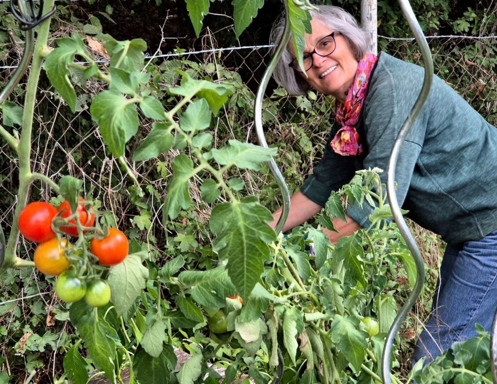 Frau bei der Gartenarbeit an einer Hecke hinter Tomaten