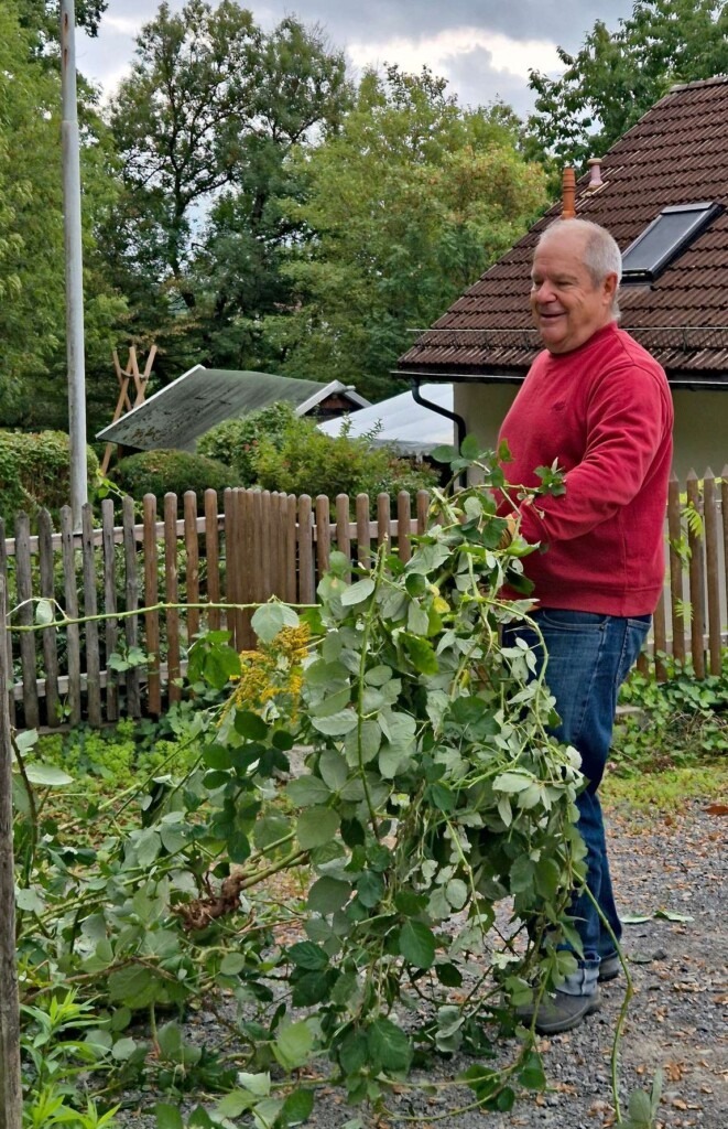 Mann beim Entfernen von Brombeergestrüpp