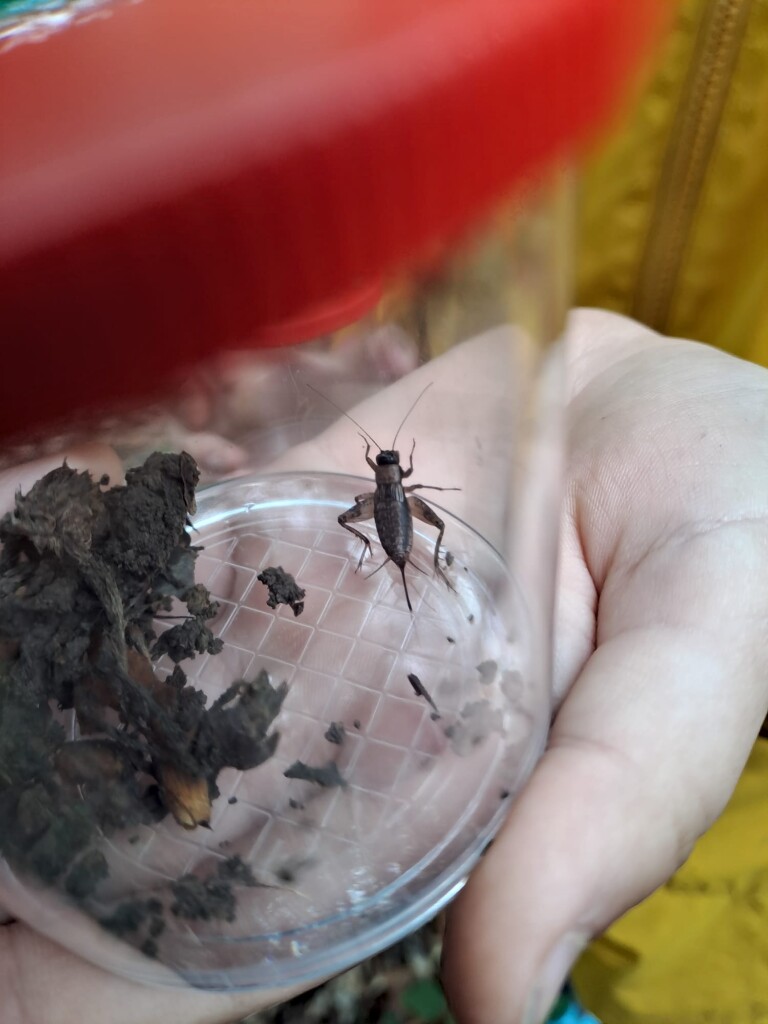 Käfer in einer Schale, die von Kinderhand gehalten wird